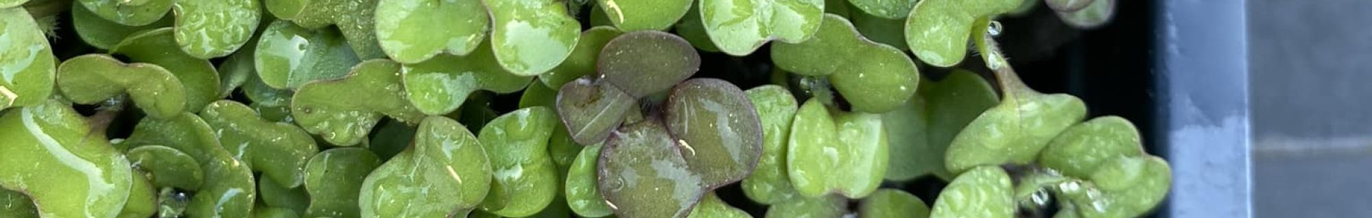 Mama’s Mighty Microgreens | Pine Cottage Sourdough Co.